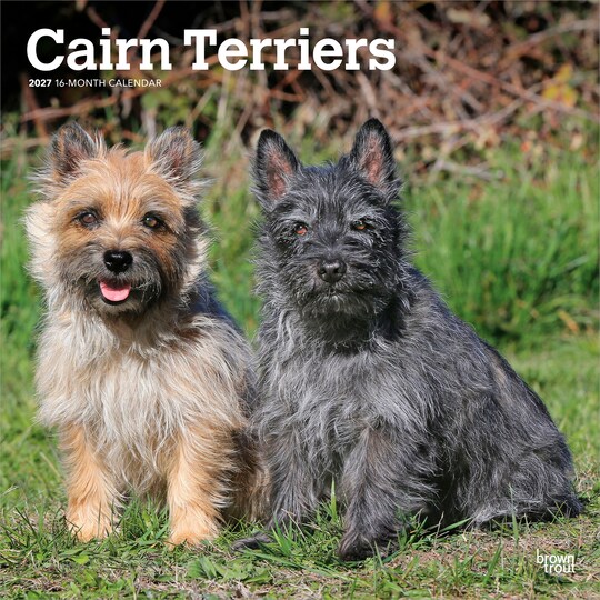 Cairn Terriers | 2027 12 x 24 Inch (Hanging) Monthly Square Wall Calendar | Plastic-Free